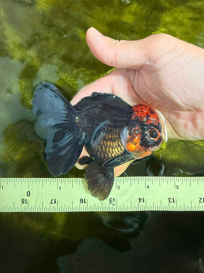 [SINGLE] Tricolor Oranda Male 4.5 inches #022726SO_06