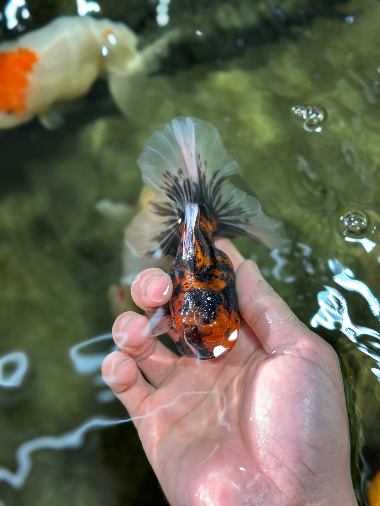 [SINGLE] Stunning Fluffy Wen Tiger Oranda Male 4 inches #011725SO_02