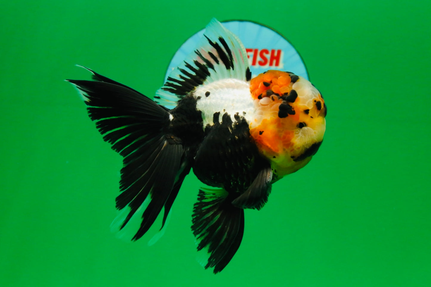 [SINGLE] Tricolor Oranda Male 4.5 inches #082225SO_01