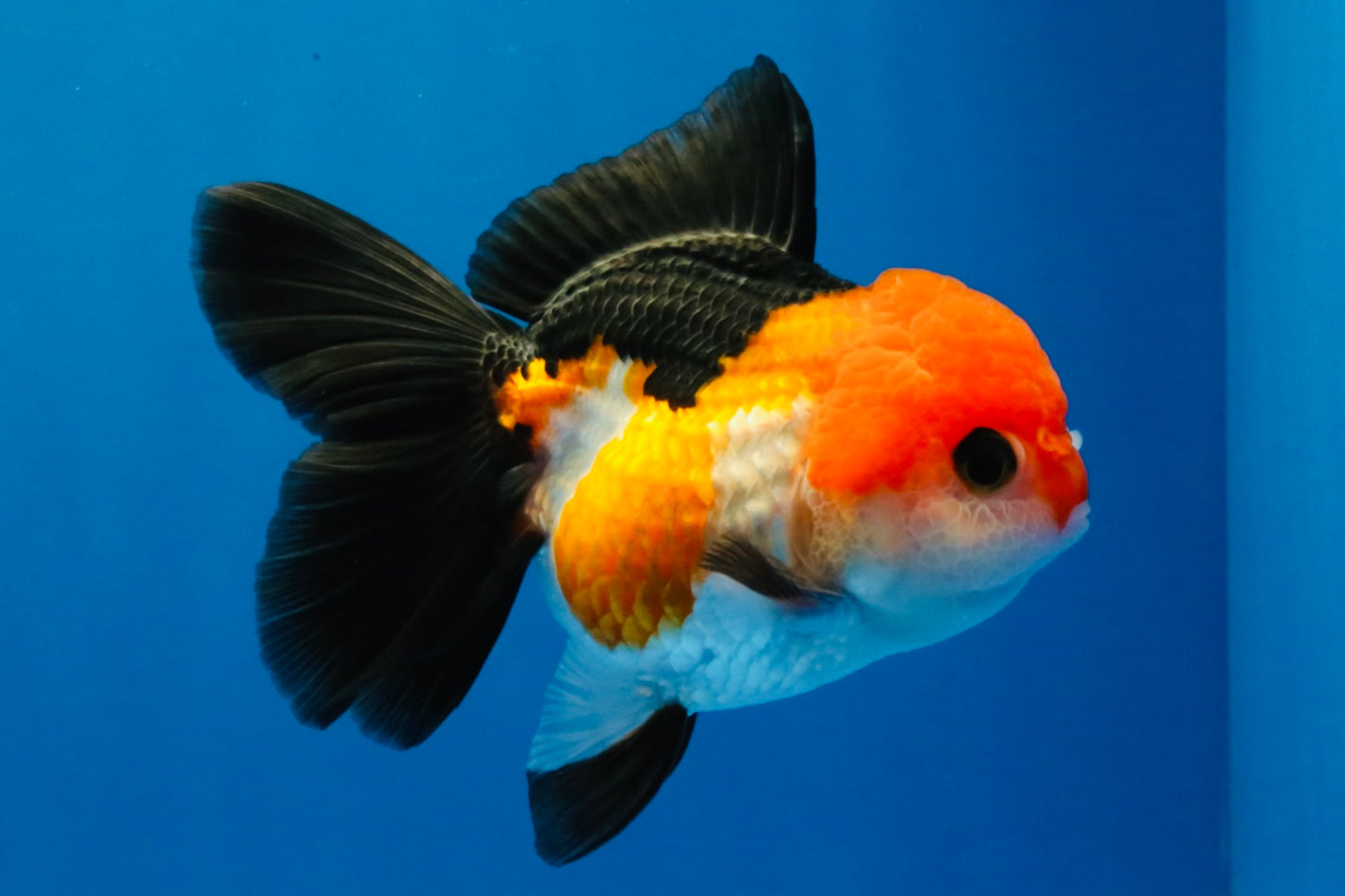[SINGLE] Tricolor Oranda Female 4-4.5 inches #030626SO_09
