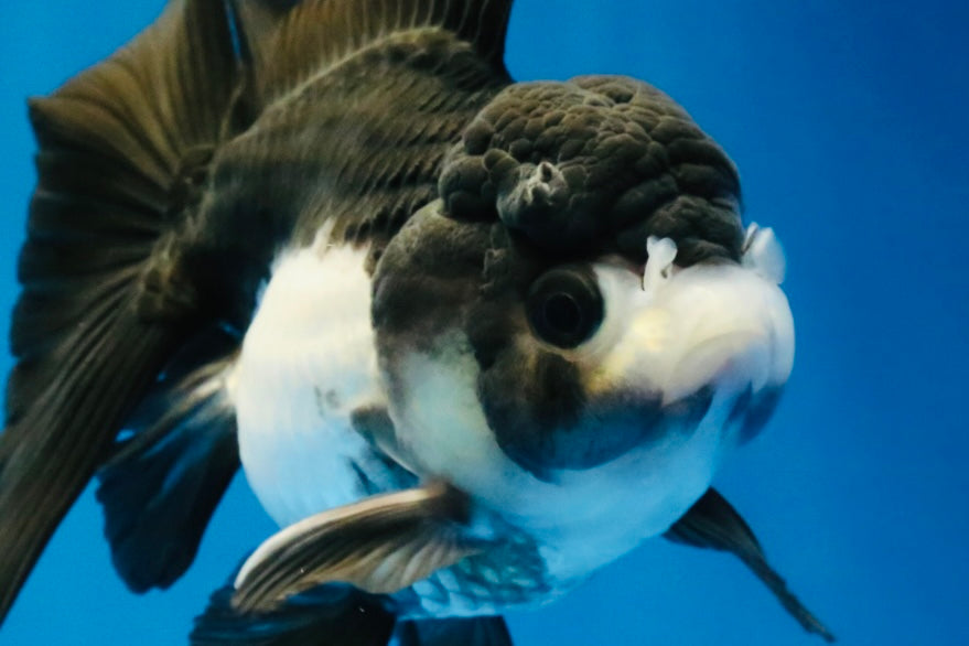 [SINGLE] Panda Oranda Female 4.5 inches #041026SO_02