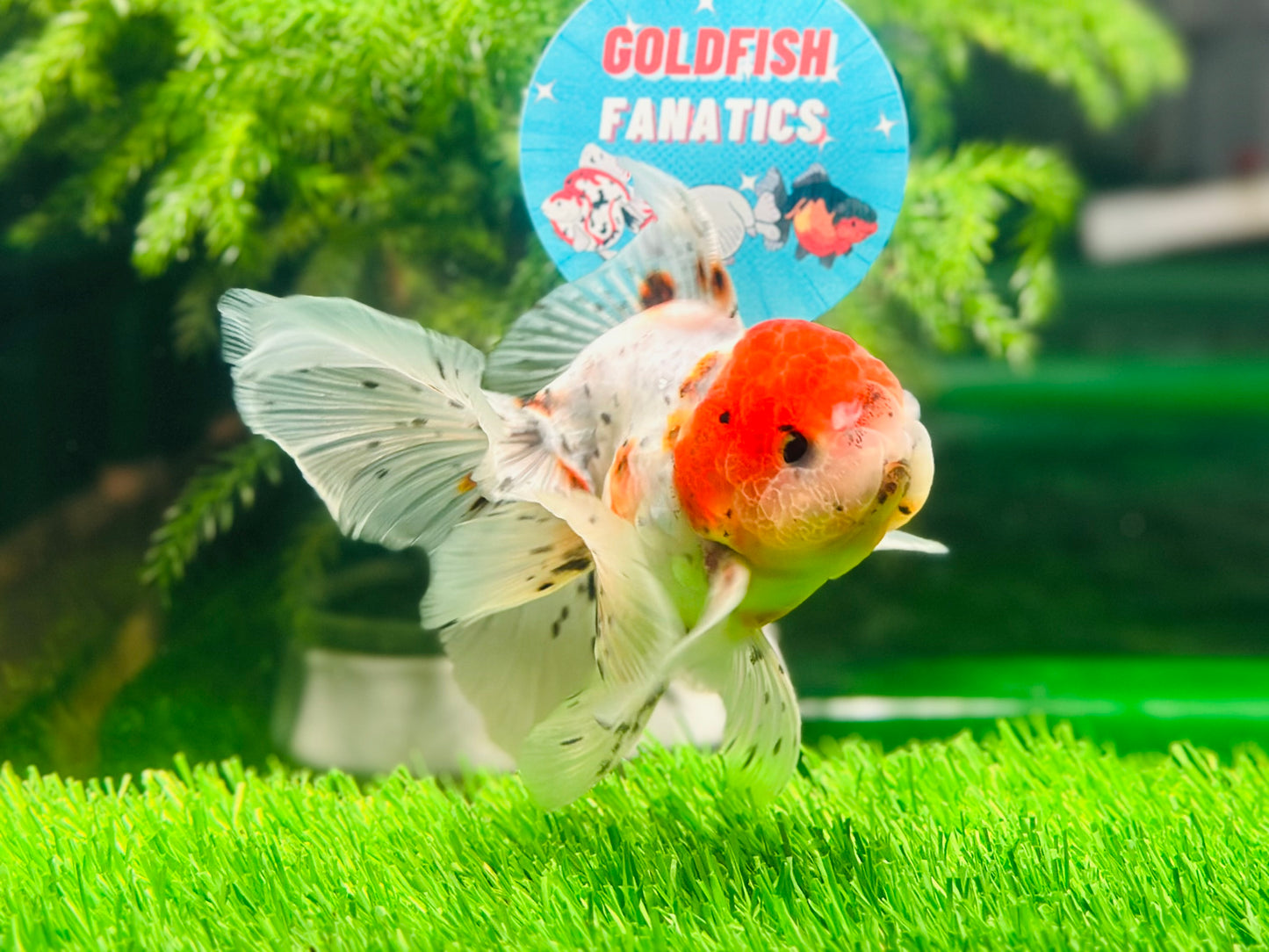 [SINGLE] Marble Red Head Oranda Male size 4.5 inches #112224SO_05