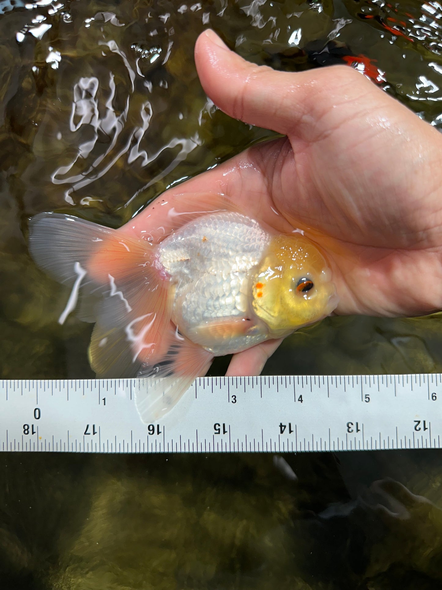 [COUPLE] Lemonhead Male & Tricolor  Female 4.5-5 inches #091925CO_04