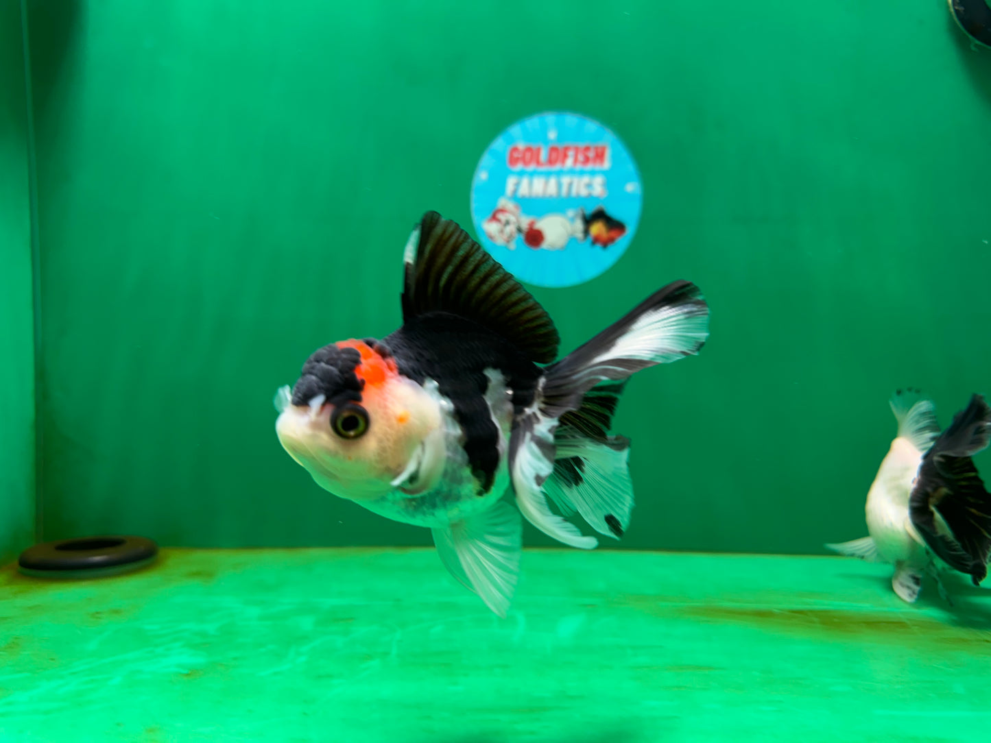 [COUPLE] Red Head Male & Tricolor Button Eyes Female Oranda 4 inches #052325CO_07