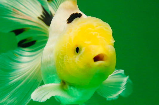 [SINGLE] White Oranda Male 4-4.5 inches #081525SO_04