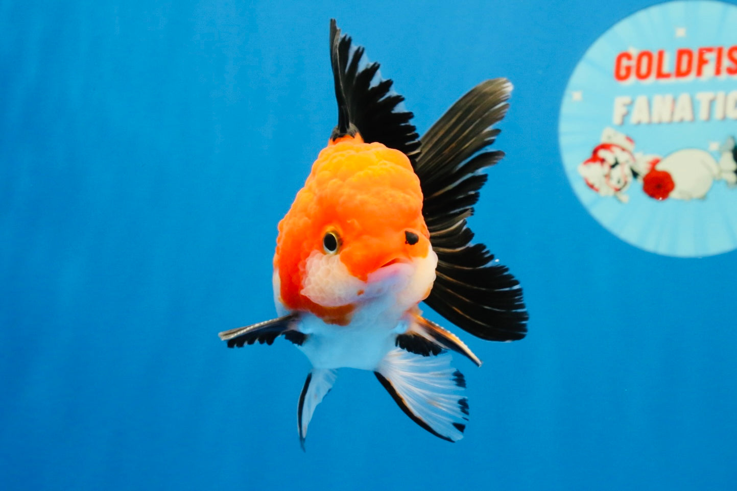 [SINGLE] Tricolor Oranda Male 4-4.5 inches #022726SO_04