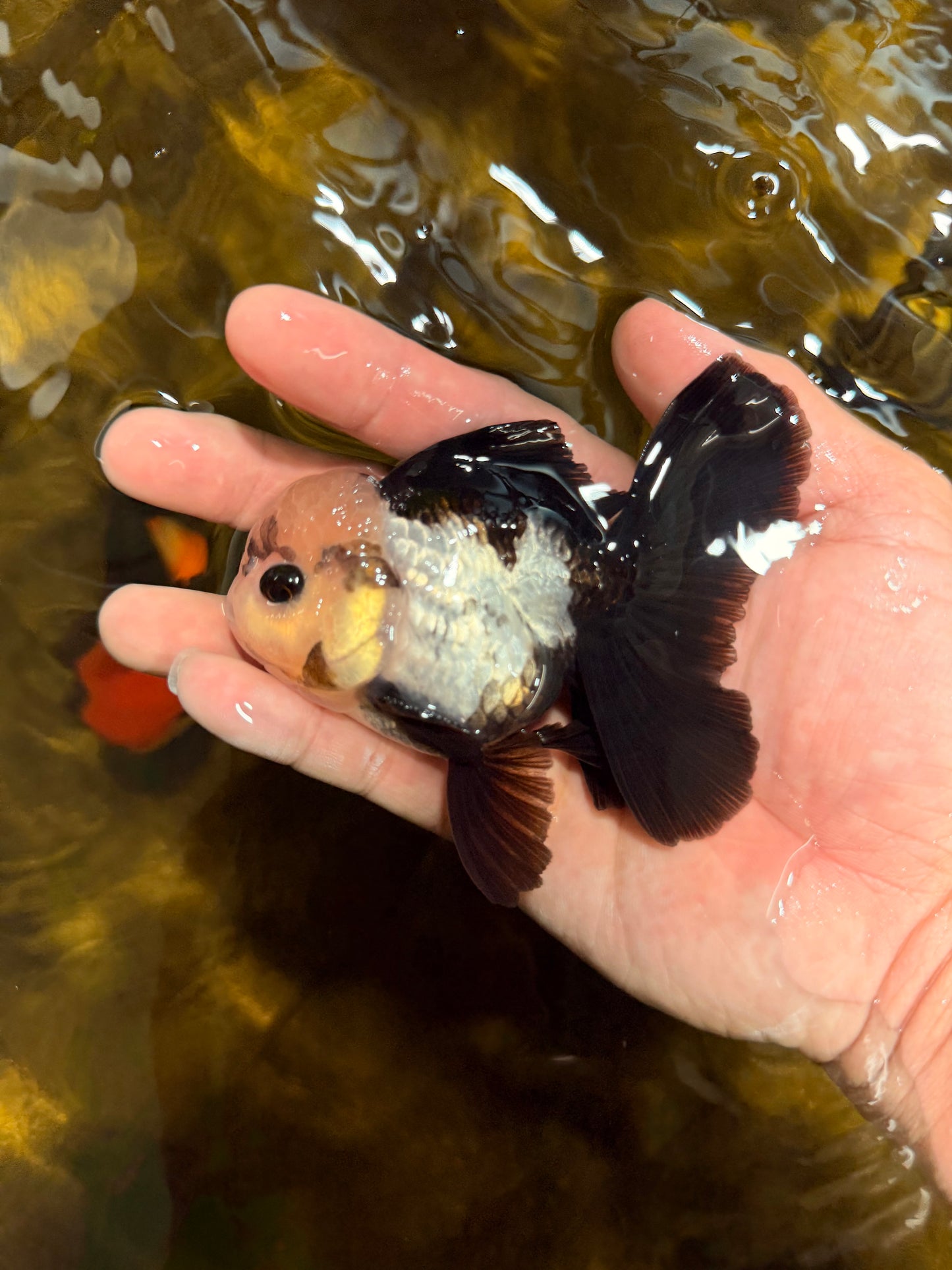 [SINGLE] Panda Button Eyes Oranda Male 4 inches #030626SO_06
