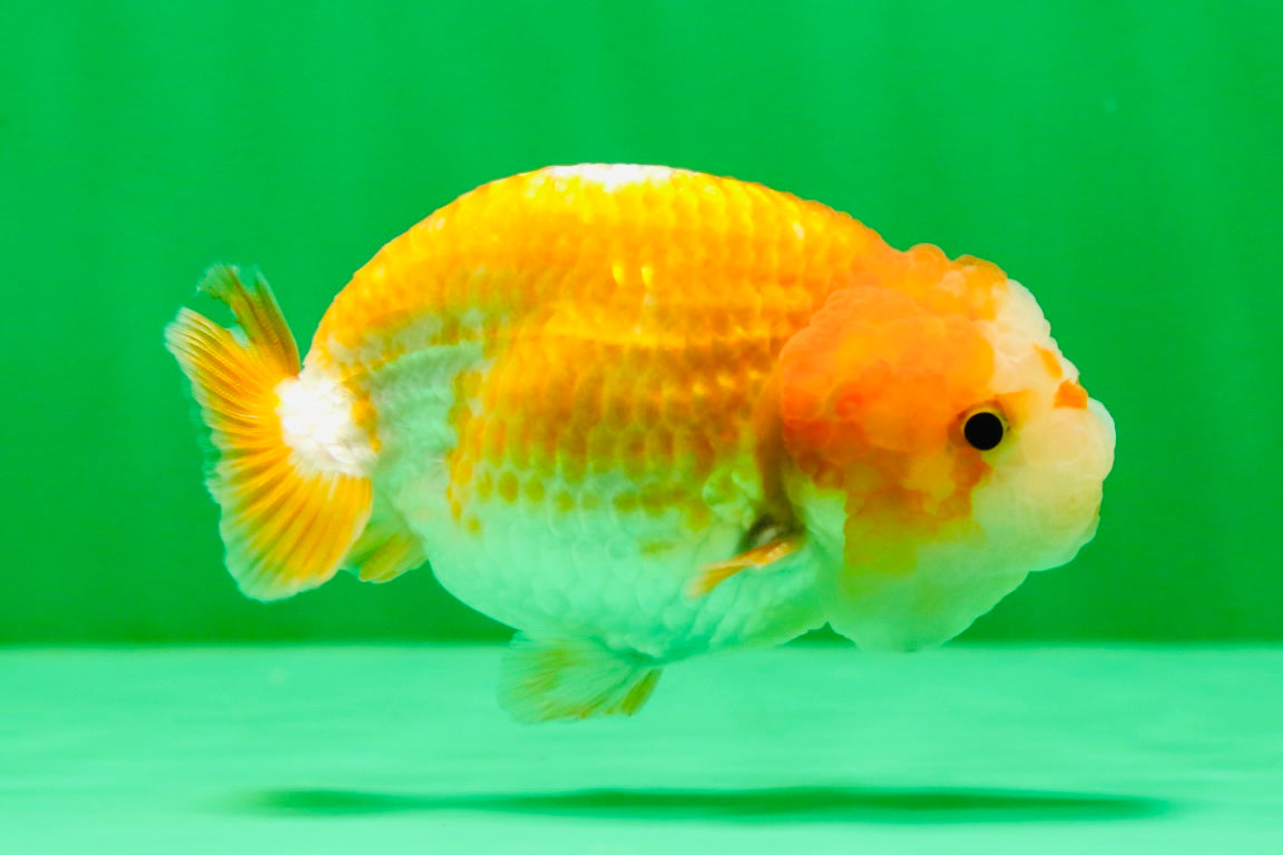 [COUPLE] Red White Lionchu Gender : Unknown 3 inches #041125_10