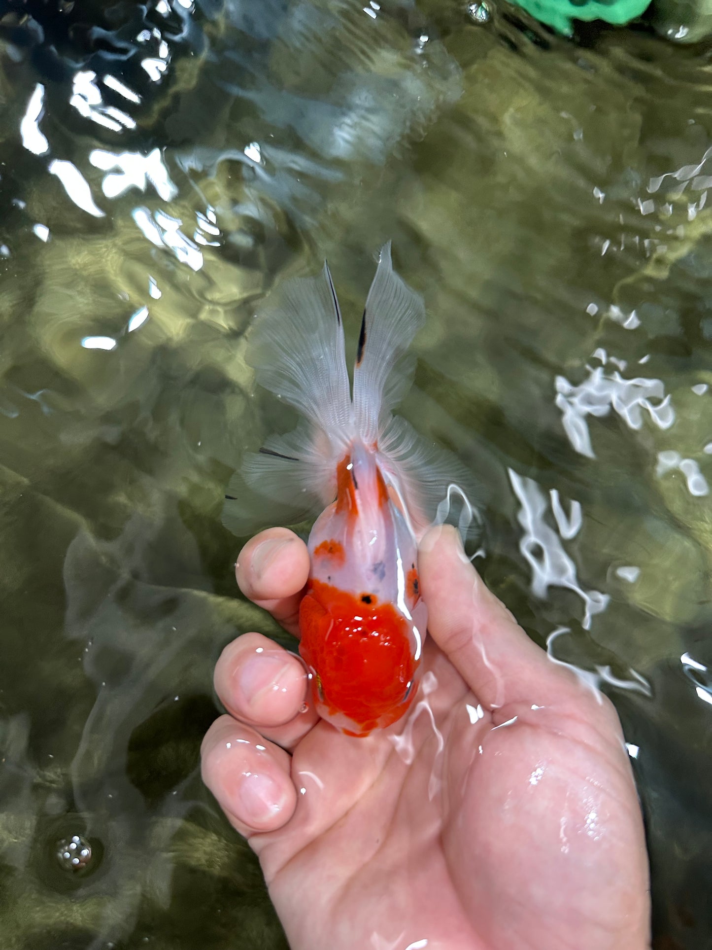 [COUPLE] Sakura Male & Calico Female Oranda 4-4.5 inches #052325CO_01