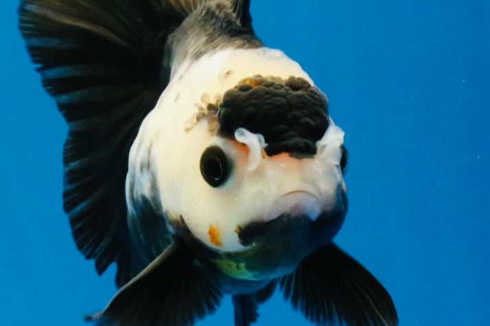 [SINGLE] Panda Oranda Female 4 inches #032026SO_02