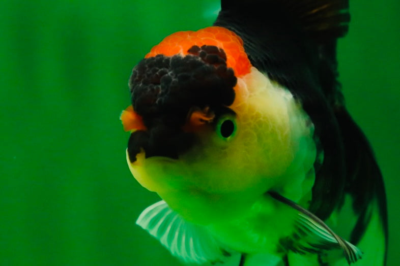 [SINGLE] Tricolor Oranda Female 4.5 inches #080825SO_01