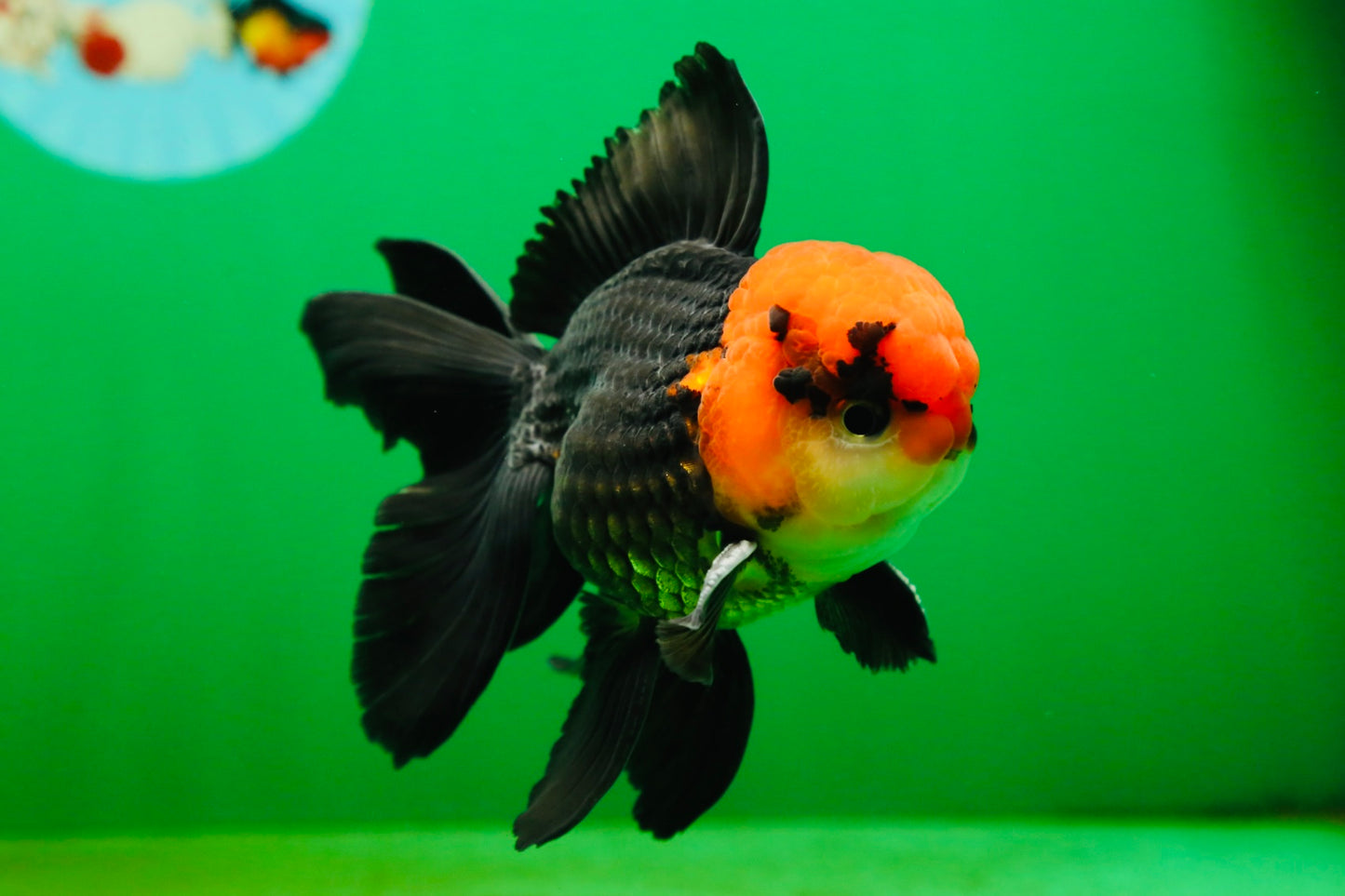 [SINGLE] Tricolor Oranda Male 4-4.5 inches #080825SO_14