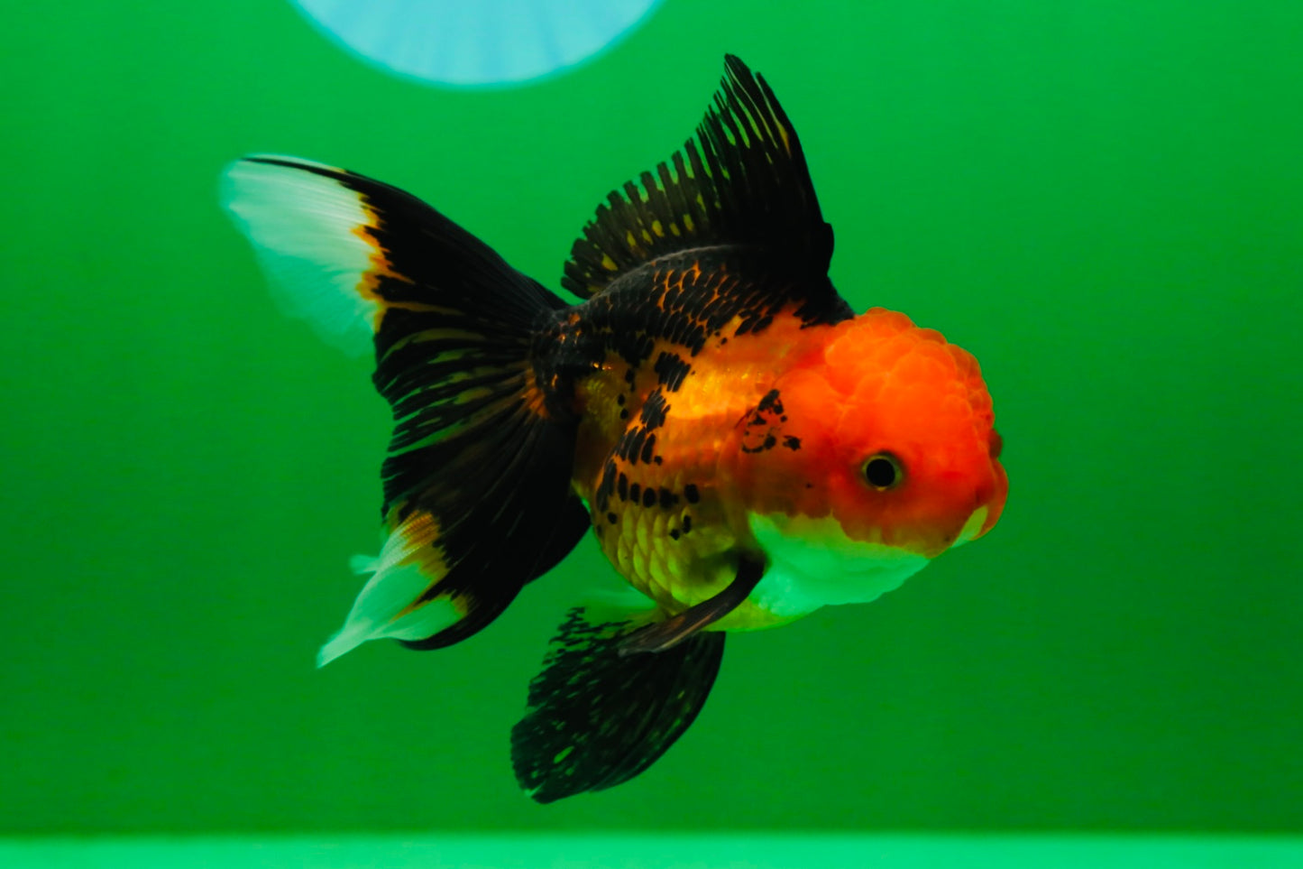 [SINGLE] Apache Oranda Female 4 inches #081525SO_09