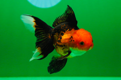 [SINGLE] Apache Oranda Female 4 inches #081525SO_09