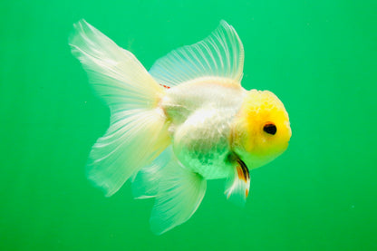 [SINGLE] White Male 5 inches #101725SO_04