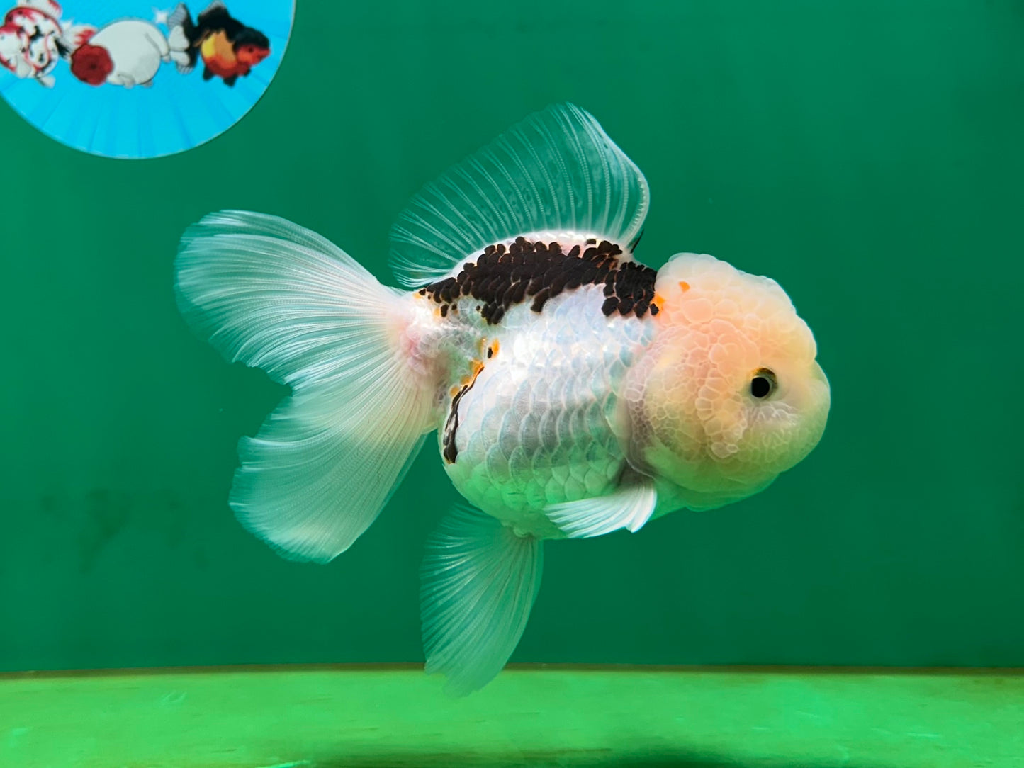 [SINGLE] Tricolor Oranda Female 4.5 inches #060625SO_06