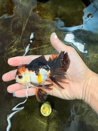 [SINGLE] Tricolor Oranda Male 4 inches #112125SO_04