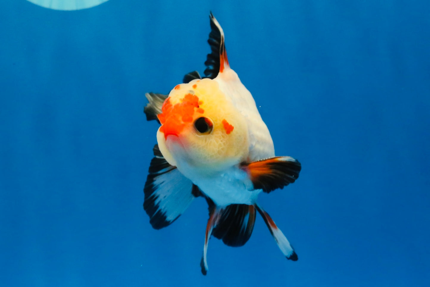 [SINGLE] Heart Face Tricolor Oranda Male 4-4.5 inches #030626SO_02