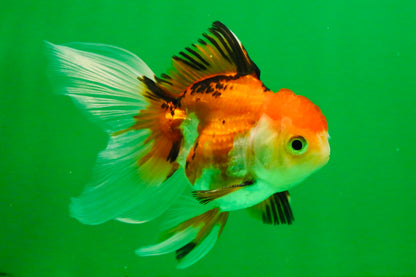 [SINGLE] Tricolor Oranda Male 4-4.5 inches #111425SO_03