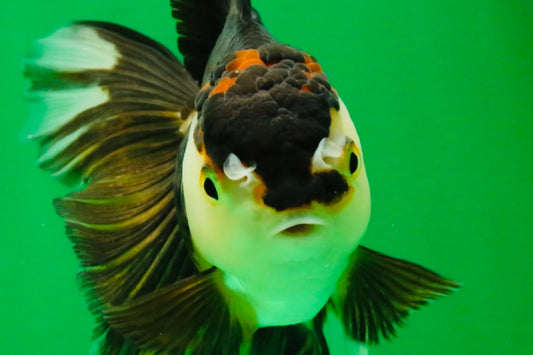 [SINGLE] Tricolor Oranda Female 5 inches #111425SO_05