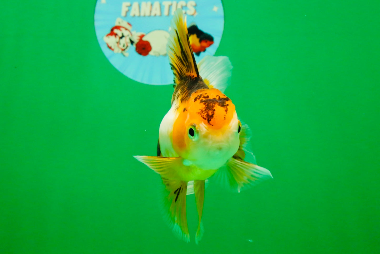 [SINGLE] Tricolor Oranda Female 4.5-5 inches #112125SO_06