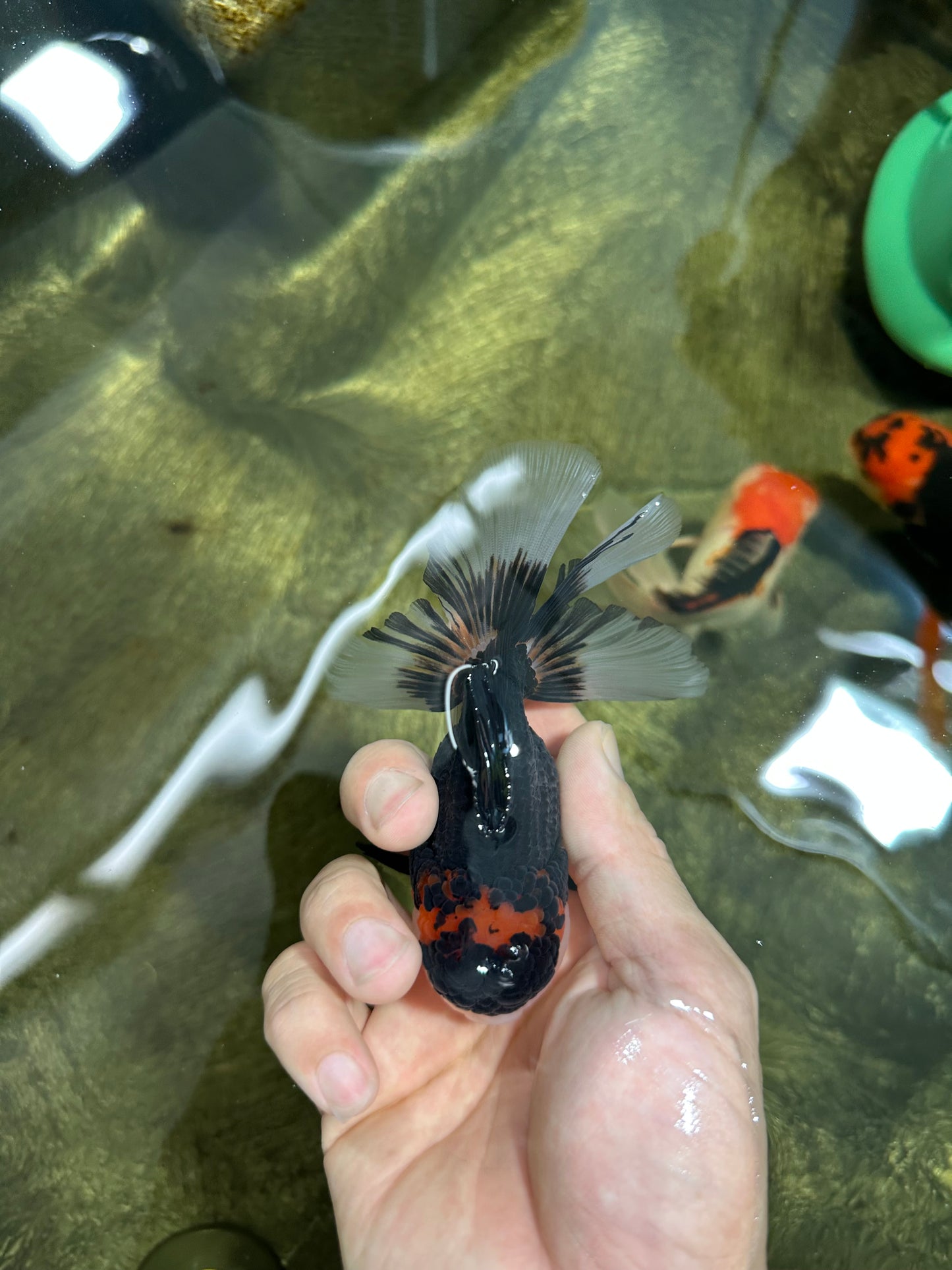 [SINGLE] Tricolor Oranda Male 4.5 inches #062025SO_05