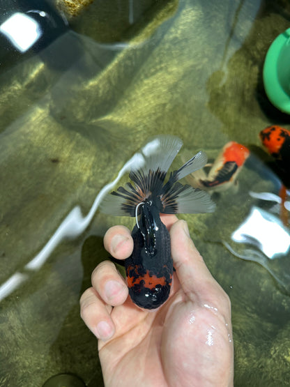 [SINGLE] Tricolor Oranda Male 4.5 inches #062025SO_05