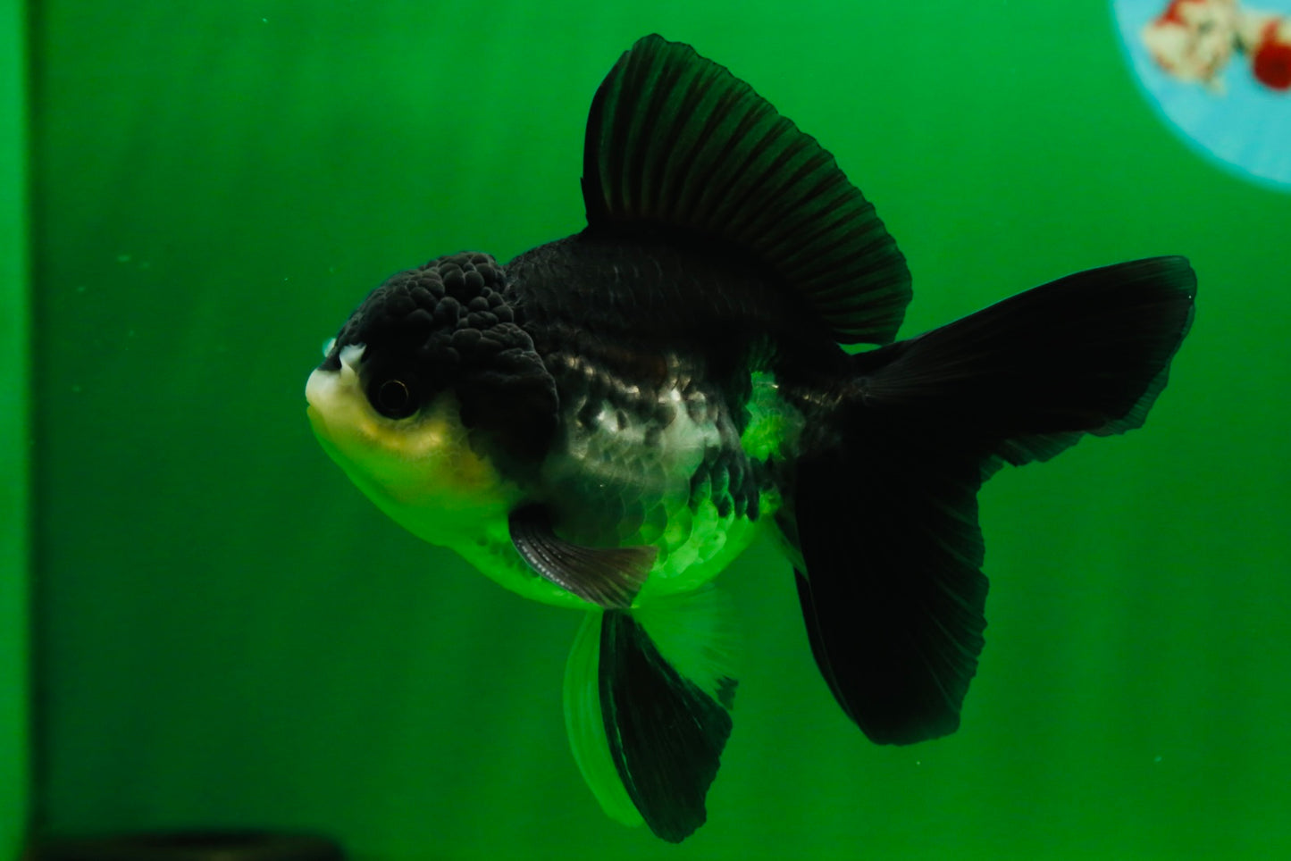 [SINGLE] Panda Oranda Male 4.5 inches #080825SO_10