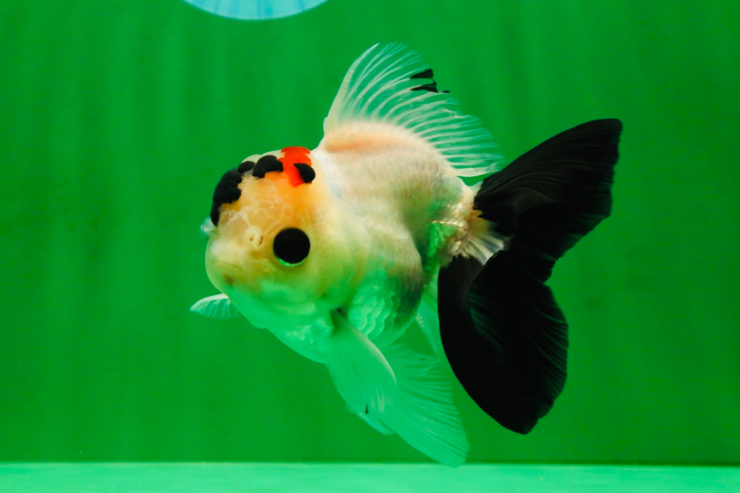 [SINGLE] Tricolor Oranda Male 4-4.5 inches #091925SO_09