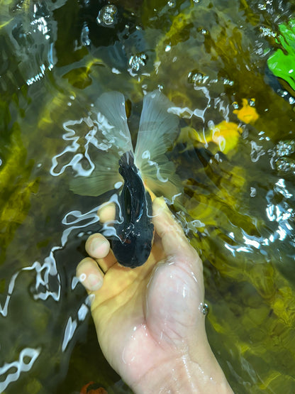 [SINGLE] Panda Oranda Male 5 inches #090525SO_05