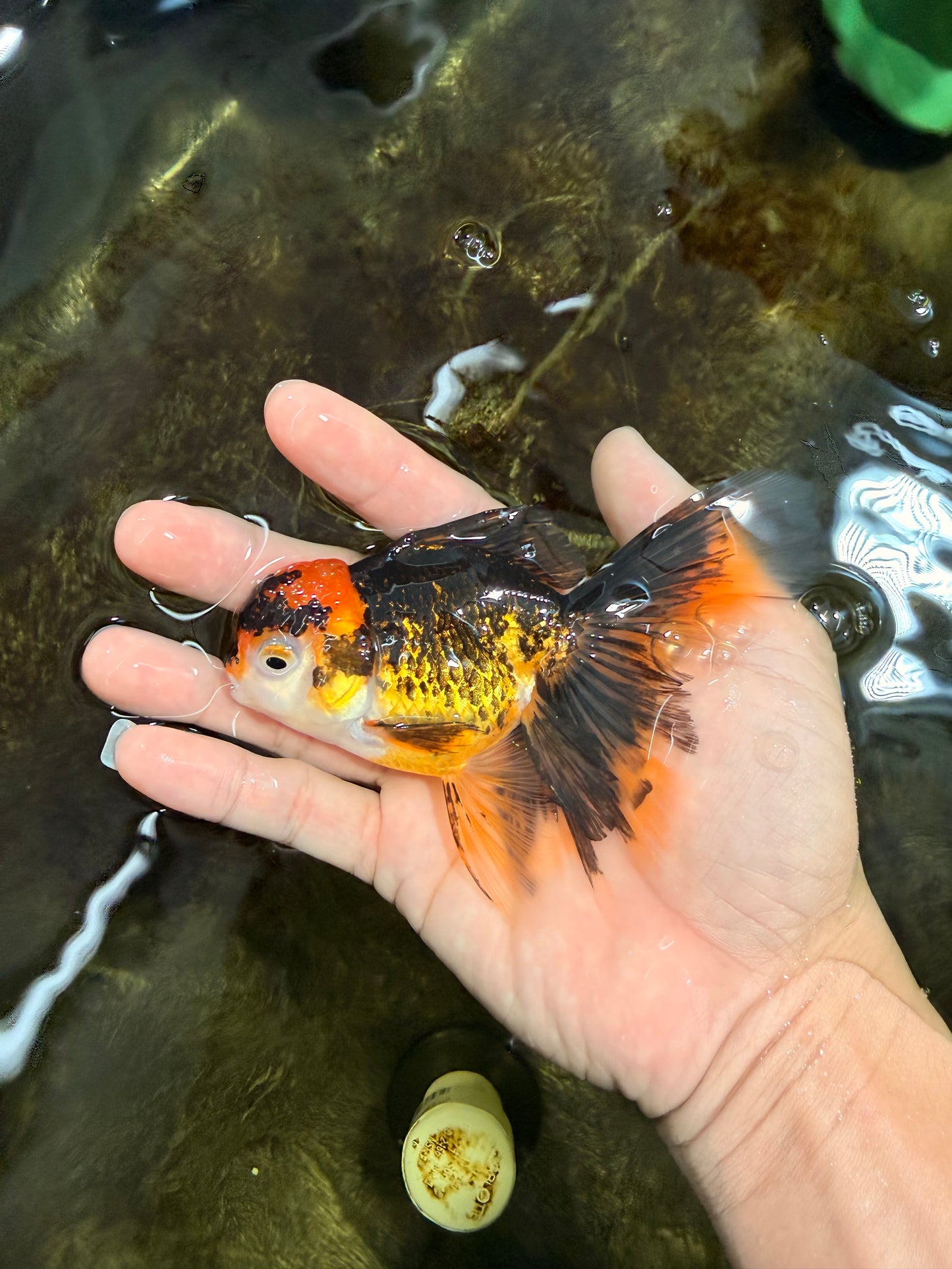 [SINGLE] Tricolor Oranda Female 4.5-5 inches #111425SO_09