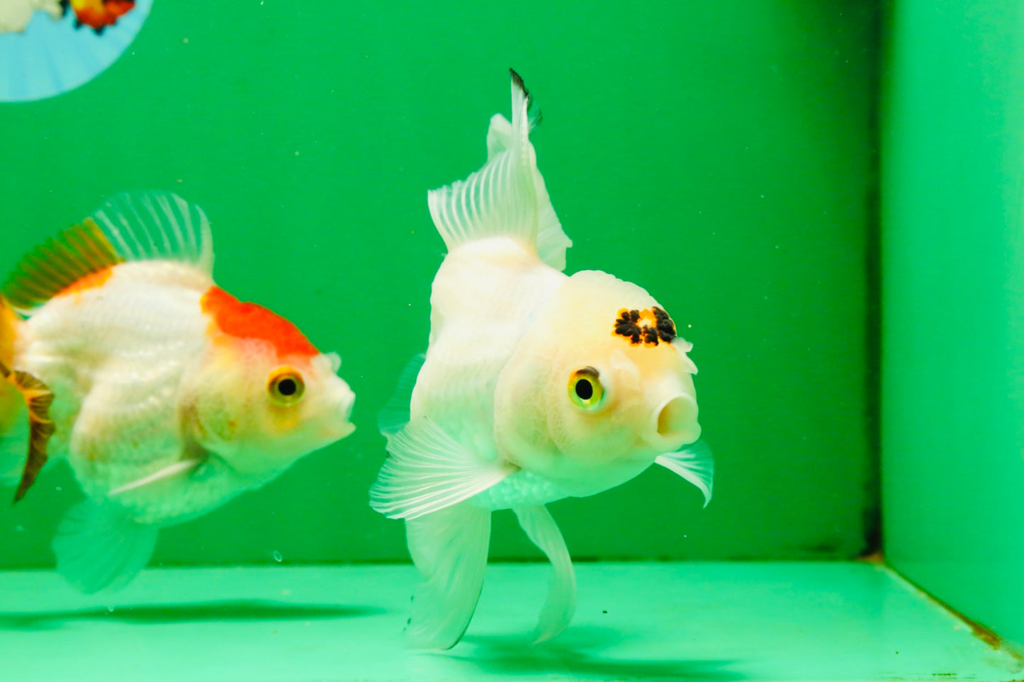 [TRIPLE] Mixed Color Oranda 3.5-4.5 inches #121925TO_05