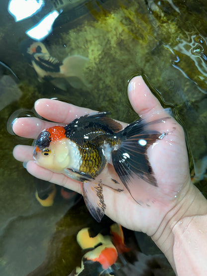 [SINGLE] Tricolor Oranda Female 4.5 inches #080825SO_01