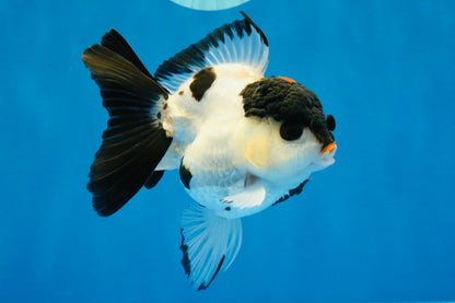 [SINGLE] Tricolor Oranda Female 4-4.5 inches #041026SO_05