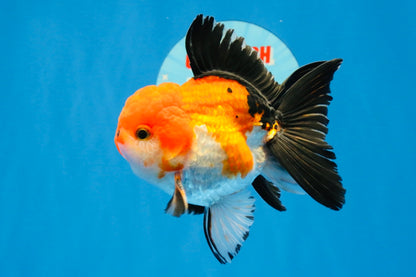 [SINGLE] Tricolor Oranda Male 4-4.5 inches #022726SO_04