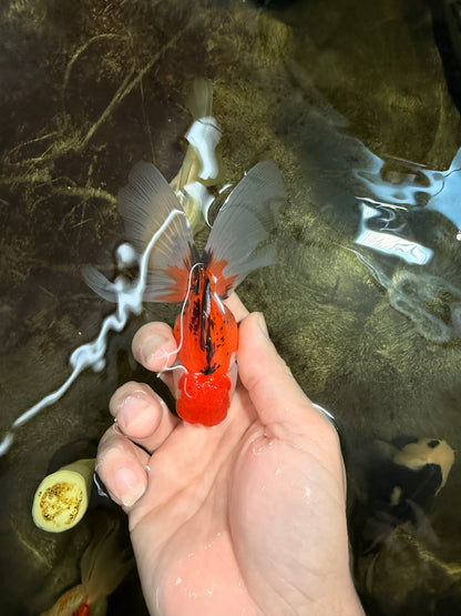 [SINGLE] Tricolor Oranda Male 4-4.5 inches #111425SO_03