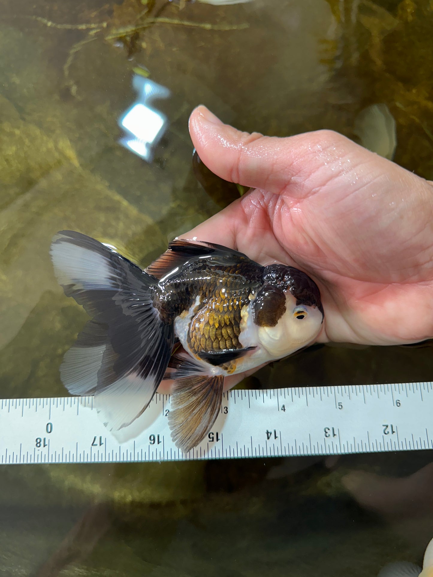 [SINGLE] Panda Male Oranda 4.5-5 inches #080125SO_07