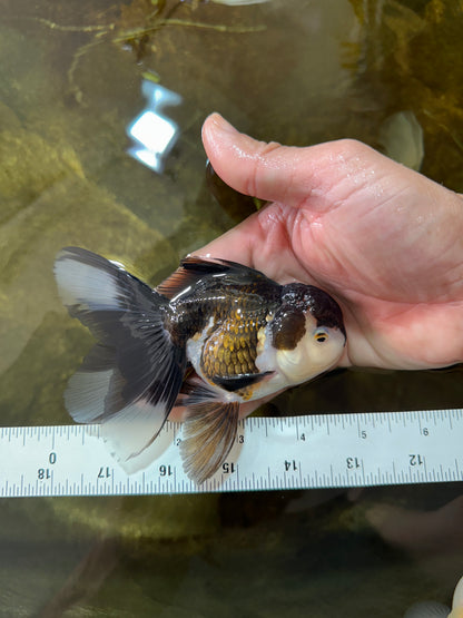 [SINGLE] Panda Male Oranda 4.5-5 inches #080125SO_07