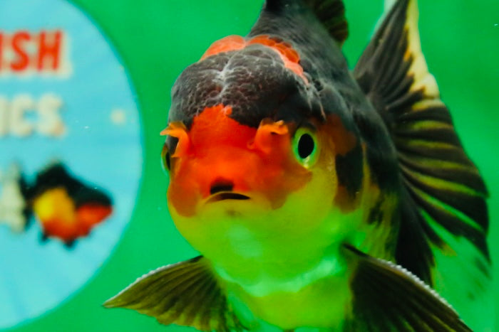 [SINGLE] Tricolor Male 5 inches #101725SO_03