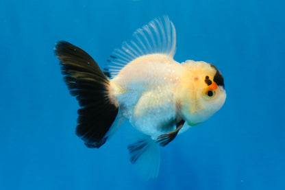 [SINGLE] Tricolor Oranda Male 4 inches #032026SO_04