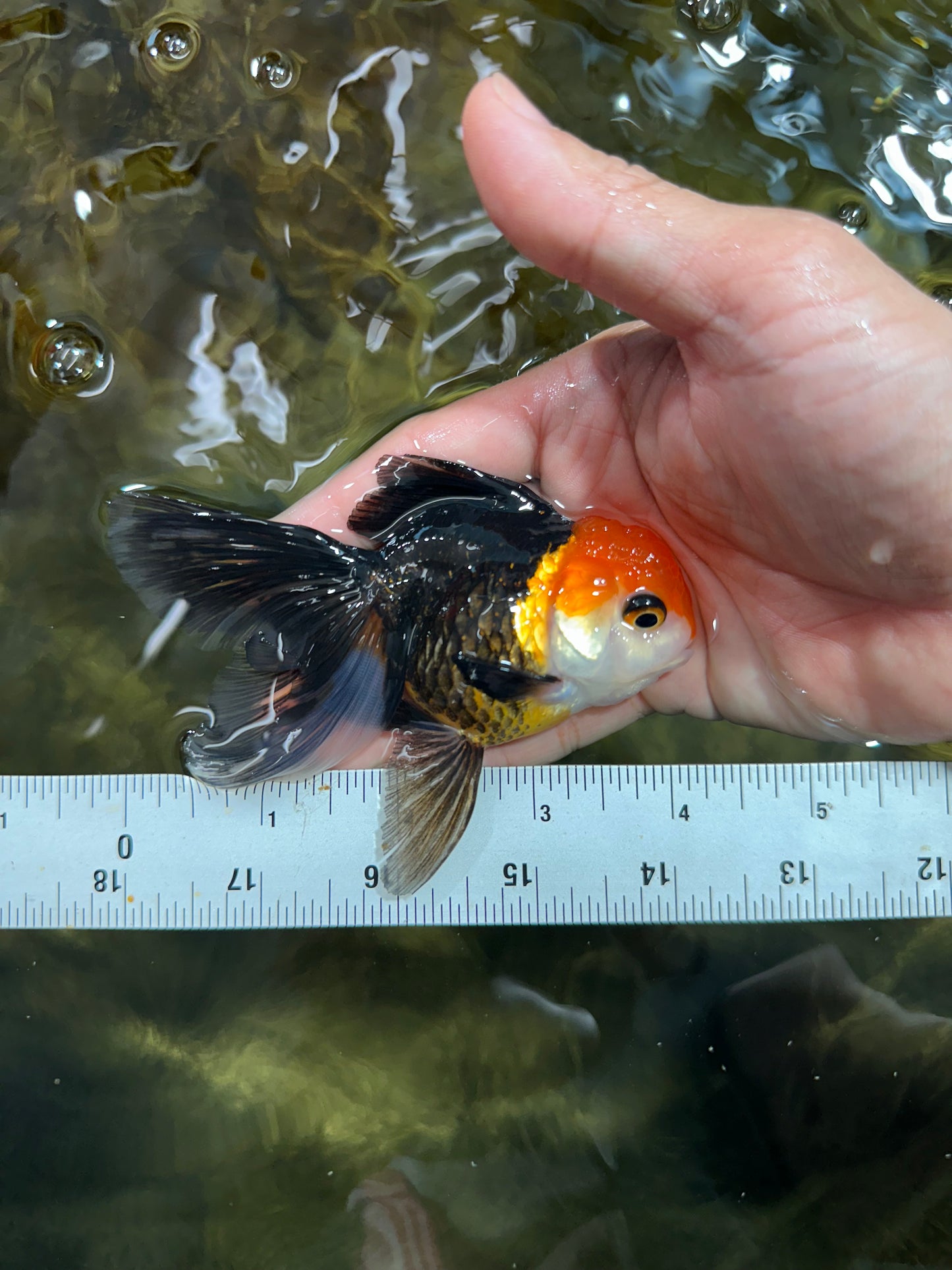[COUPLE] Tricolor Oranda Male & Female 4-4.5 inches #101025CO_01