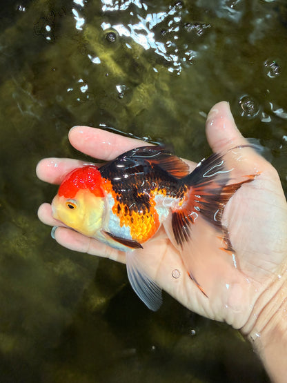 [SINGLE] Tricolor Male 5 inches #103125SO_05