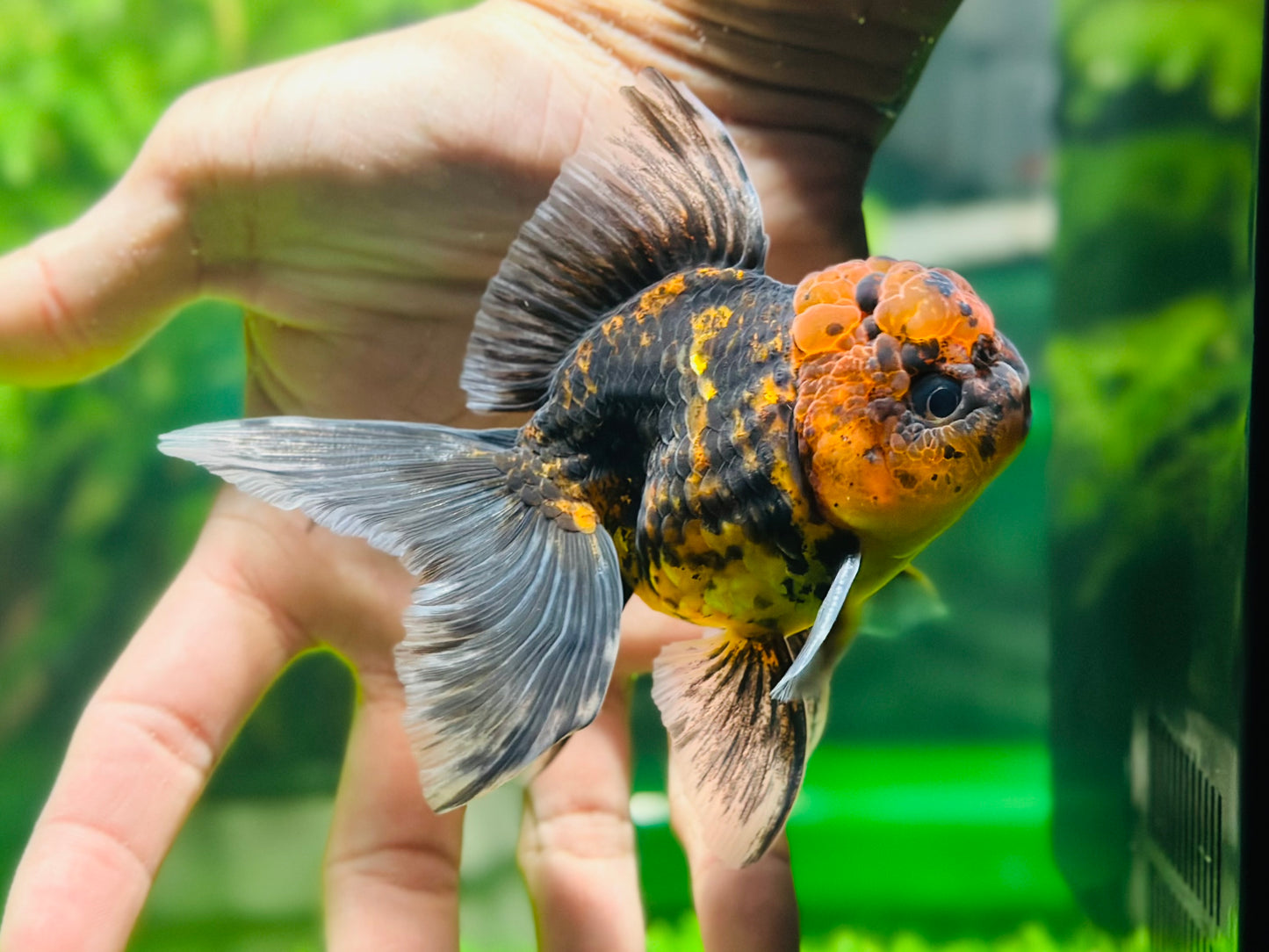 [SINGLE] Tiger Oranda Male size 4.2 inches #112224SO_04