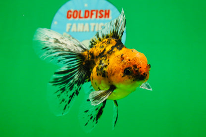 [SINGLE] Tiger Oranda Male 4.5 inches #082225SO_07
