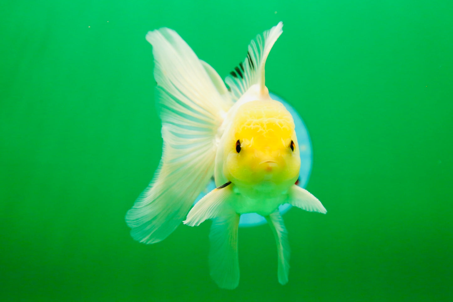 [SINGLE] White Male Oranda 5 inches #080125SO_05