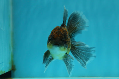 [SINGLE] Kirin Oranda Male 4-4.5 inches #112924SO_16