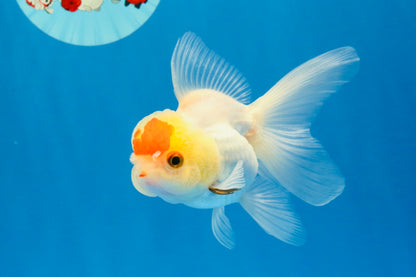 [SINGLE] Red White Oranda Female 4 inches #032026SO_01