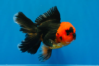 [SINGLE] Red Head Apache Oranda Male 4-4.5 inches #030626SO_01
