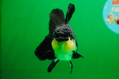 [SINGLE] Panda Oranda Male 4.5 inches #082225SO_08