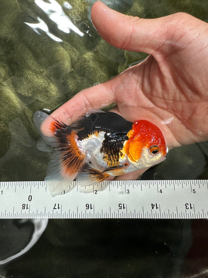 [SINGLE] Tricolor Oranda Male 4-4.5 inches #062725SO_11